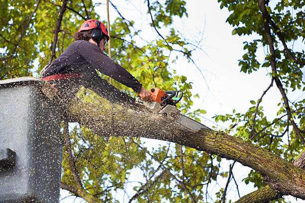 Best Tree Stump Removal  in Bull Shoals, AR